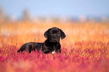 Şirin Puppy Cane Corso açık havada