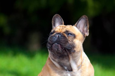 Tatlı Fransız Bulldog köpek yavrusu.