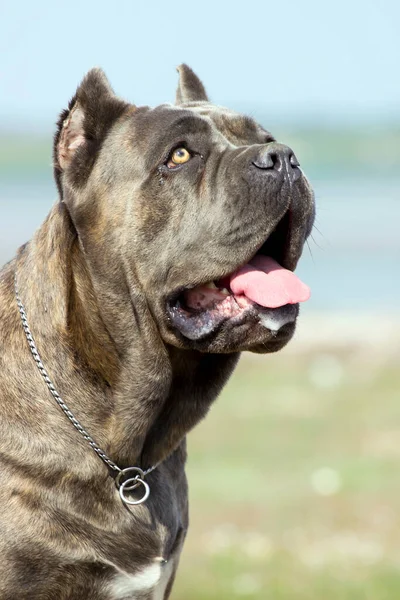 Italiaanse Cane Corso Hond Buitenlucht — Stockfoto