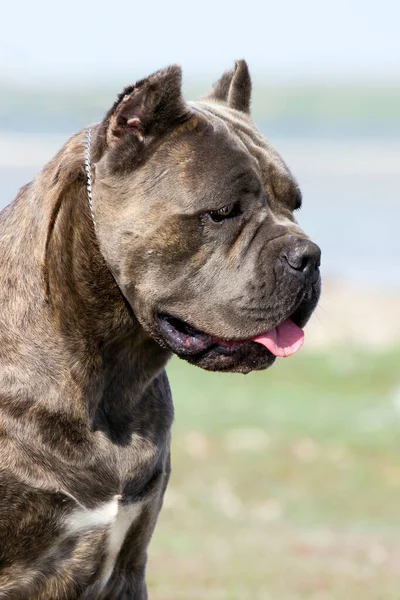 Włoski Pies Cane Corso Plenerze — Zdjęcie stockowe