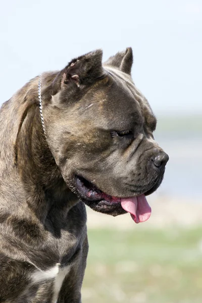 Italiaanse Cane Corso Hond Buitenlucht — Stockfoto