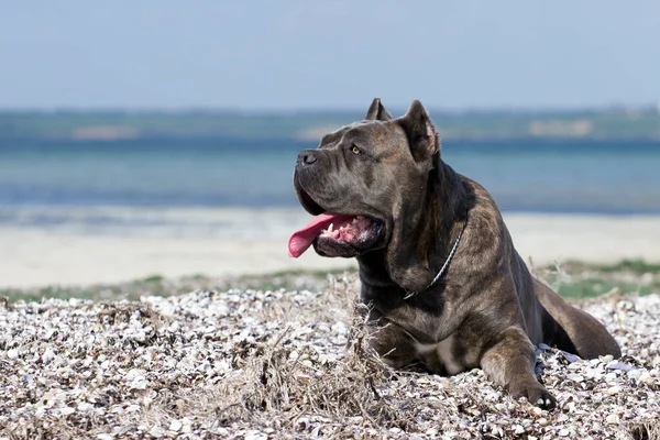 Italiaanse Cane Corso Hond Buitenlucht — Stockfoto