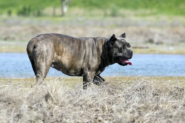 Olasz Cane Corso Kutya Szabadban — Stock Fotó