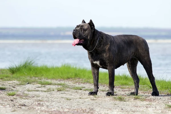 Italiaanse Cane Corso Hond Buitenlucht — Stockfoto