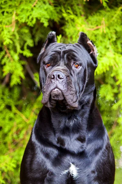 Talyan Cane Corso Köpeği Açık Havada — Stok fotoğraf