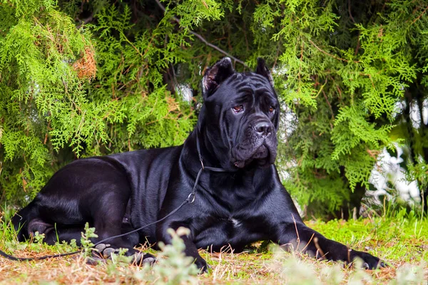 Canne Italienne Corso Chien Plein Air — Photo