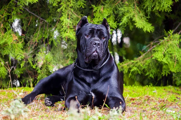 Italienska Cane Corso Hund Utomhus — Stockfoto