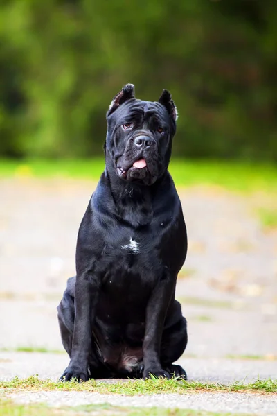 Włoski Pies Cane Corso Plenerze — Zdjęcie stockowe