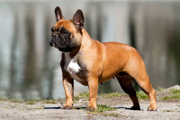 Mignon Français Bulldog Chiot Plein Air — Photo