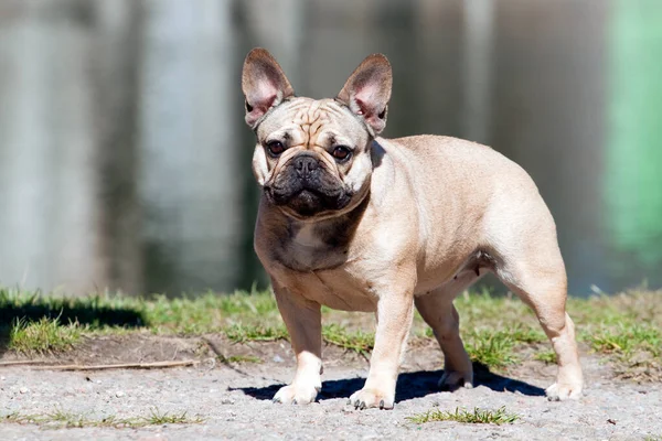 Carino Francese Bulldog Cucciolo All Aperto — Foto Stock