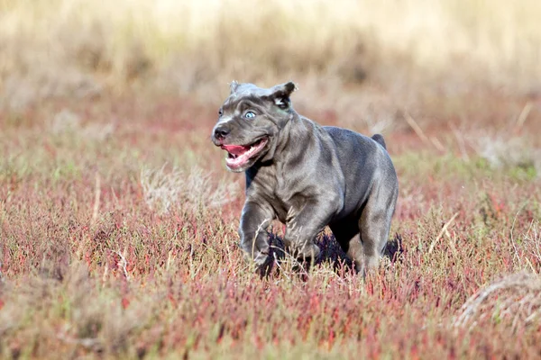 Lindo Cachorro Bastón Corso Aire Libre — Foto de Stock