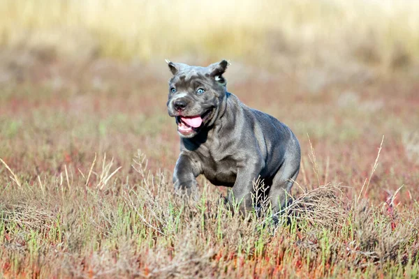 Niedliche Welpen Cane Corso Freien — Stockfoto