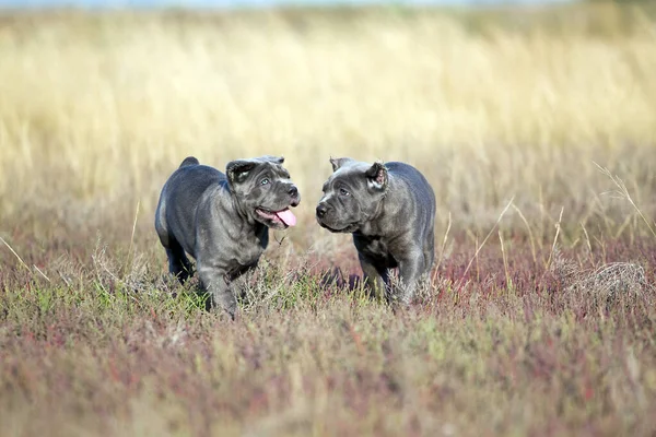 Lindos Cachorros Cane Corso Aire Libre — Foto de Stock