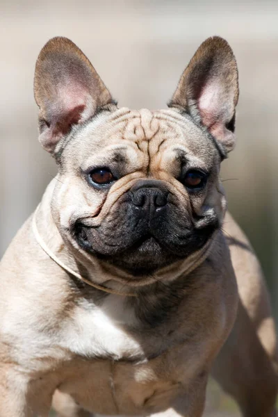 Leuke Franse Bulldog Puppy Buiten — Stockfoto