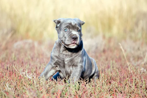 Niedliche Welpen Cane Corso Freien — Stockfoto