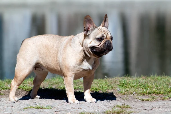 Bonito Cachorro Bulldog Francês Livre — Fotografia de Stock