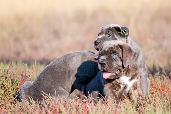 Aranyos Kölykök Cane Corso Szabadtéri — Stock Fotó