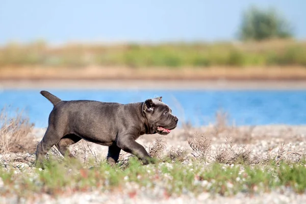 Bonito Filhote Cachorro Cana Corso Livre — Fotografia de Stock