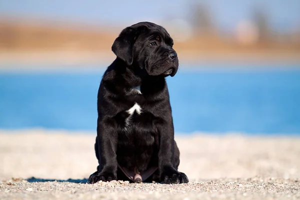 Bonito Filhote Cachorro Cana Corso Livre — Fotografia de Stock