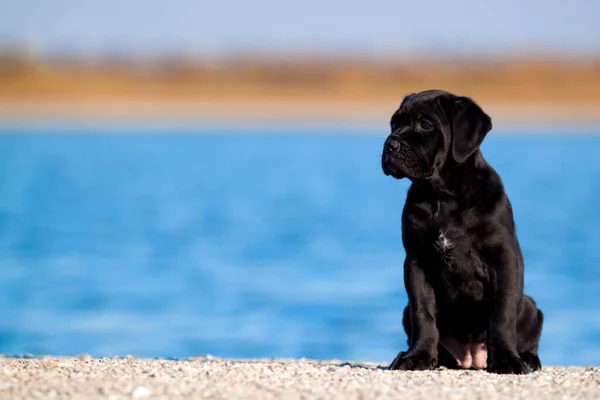Şirin Puppy Cane Corso açık havada