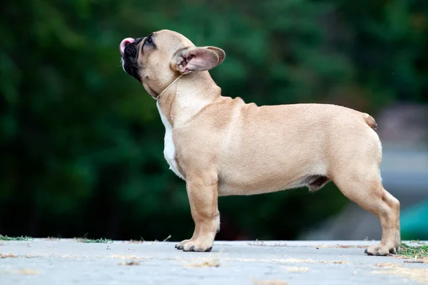 Lindo Francés Bulldog Cachorro Aire Libre —  Fotos de Stock