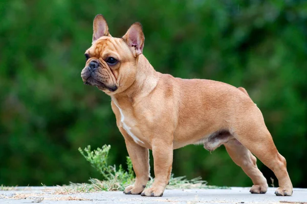 Cute French Bulldog Puppy Outdoor — Stock Photo, Image