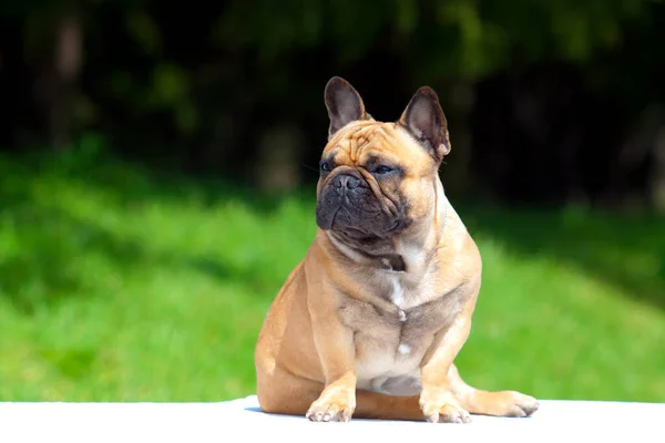 Leuke Franse Bulldog Puppy Buiten — Stockfoto