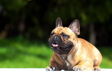 Tatlı Fransız Bulldog köpek yavrusu.