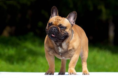 Tatlı Fransız Bulldog köpek yavrusu.