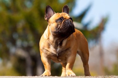 Tatlı Fransız Bulldog köpek yavrusu.