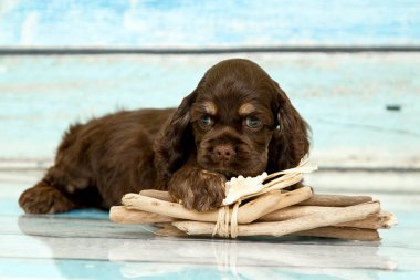 Amerikan cocker spaniel köpek yavrusu