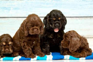 Amerikan cocker spaniel puppies