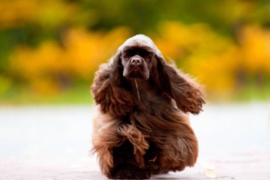 Amerikan Cocker Spaniel sonbahar ormanında