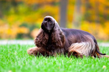 Amerikan Cocker Spaniel sonbahar ormanında