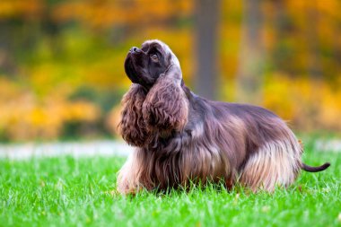 Amerikan Cocker Spaniel sonbahar ormanında