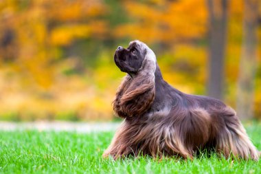 Amerikan Cocker Spaniel sonbahar ormanında