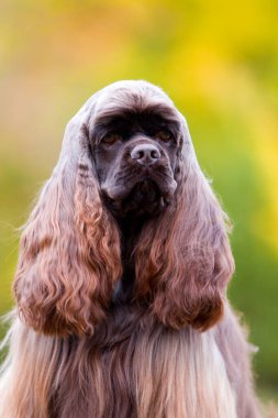 Amerikan Cocker Spaniel sonbahar ormanında