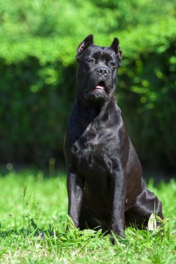 İtalyan Cane Corso köpeği açık havada