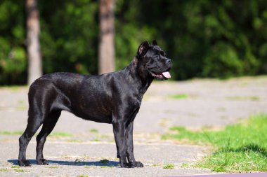 İtalyan Cane Corso köpeği açık havada