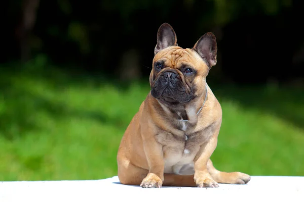 Lindo Francés Bulldog Cachorro Aire Libre —  Fotos de Stock