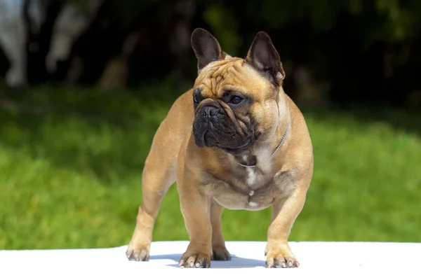 Carino Francese Bulldog Cucciolo All Aperto — Foto Stock