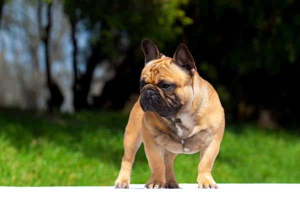 Cute French Bulldog Puppy Outdoor — Stock Photo, Image