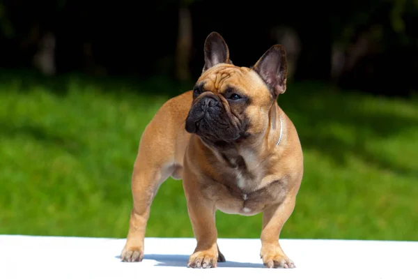 Söt Fransk Bulldogg Valp Utomhus — Stockfoto