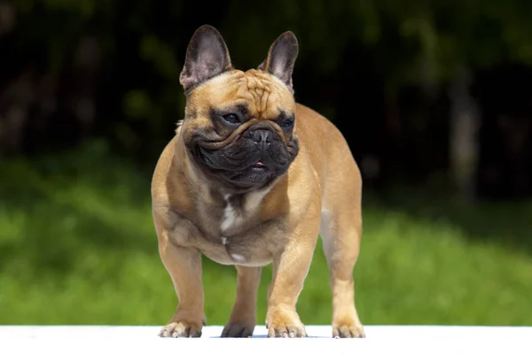 Cute French Bulldog Puppy Outdoor — Stock Photo, Image