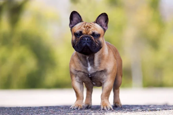 Niedliche Französische Bulldogge Welpen Freien — Stockfoto