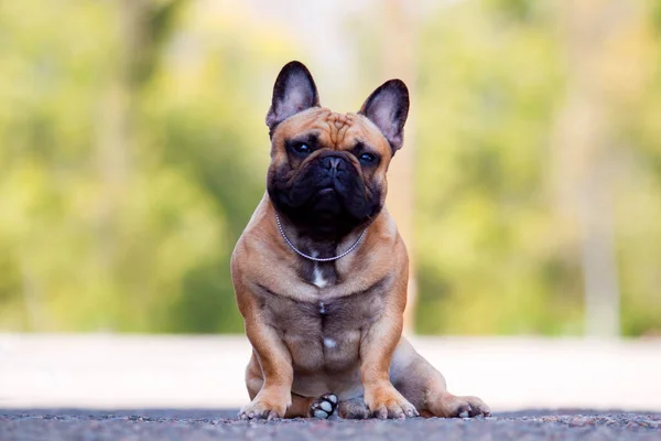 Leuke Franse Bulldog Puppy Buiten — Stockfoto
