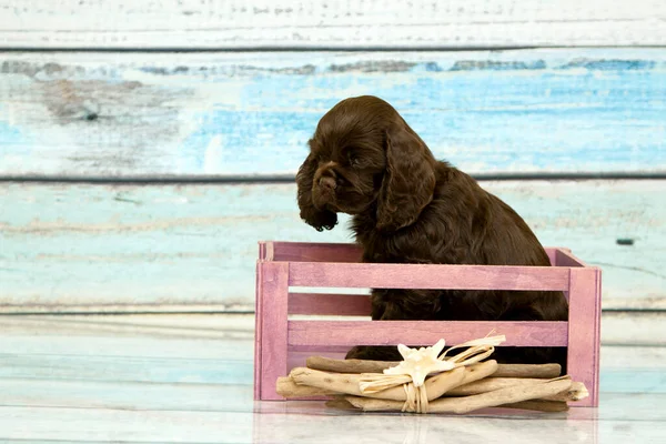 American Cocker Spaniel Puppy — Stock Photo, Image