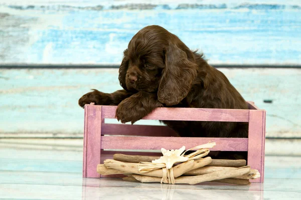 Cocker Spaniel Puppy Basket — Stock Photo, Image