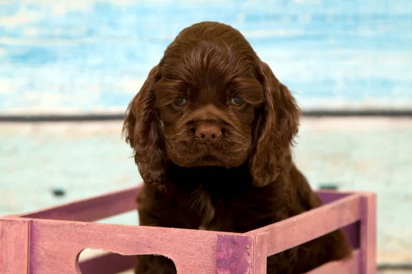 Cocker Spaniel Puppy Basket — Stock Photo, Image