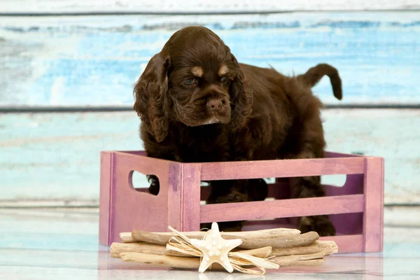 Cocker Spaniel Puppy Basket — Stock Photo, Image